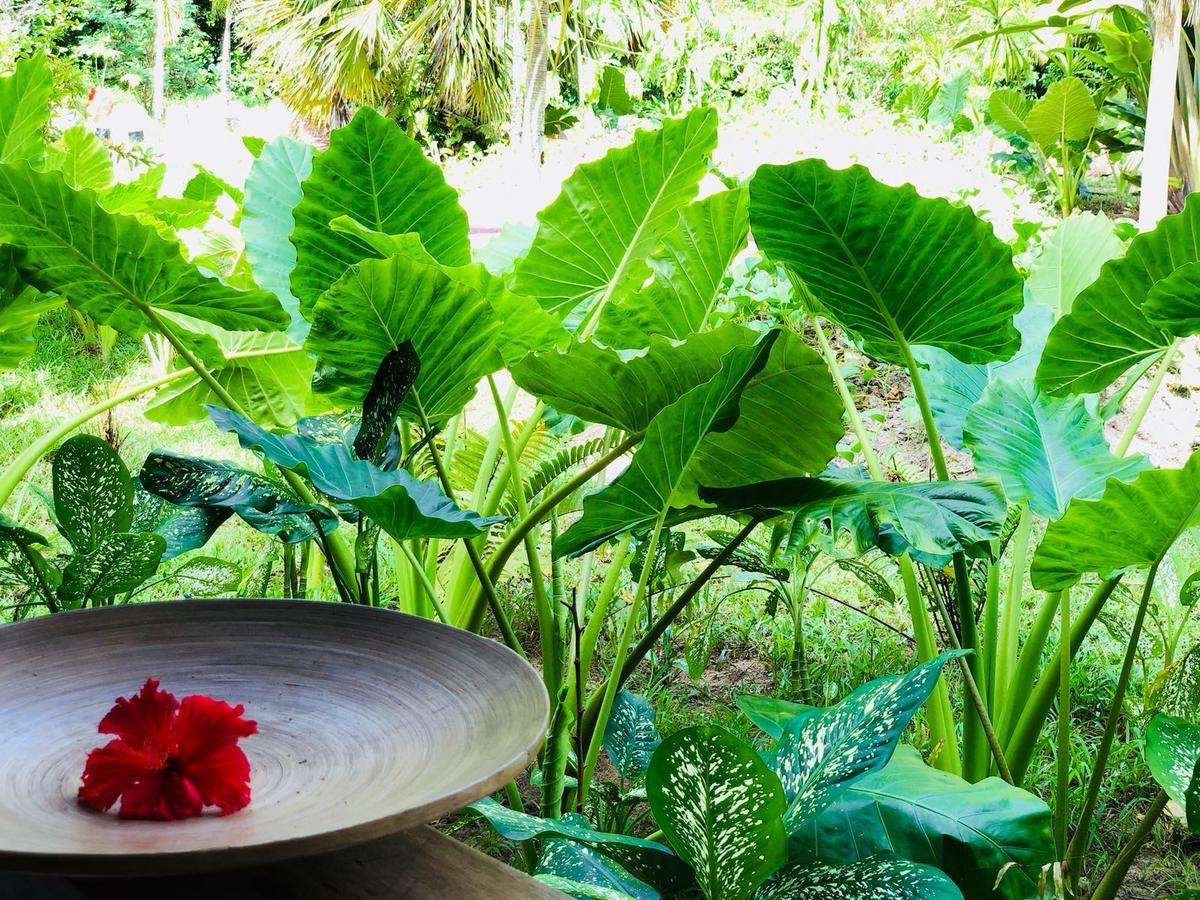 Bliss Hotel Praslin Grand Anse  Εξωτερικό φωτογραφία